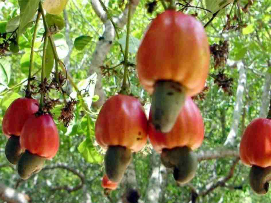 Cultura do caju, castanha e cajuína